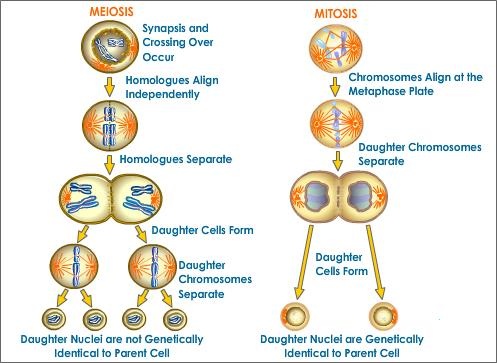 Image result for mitosis and meiosis in plants